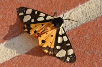 Arctia villica