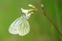 Pieris napi
