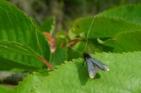 Adela reaumurella