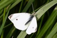 Pieris rapae