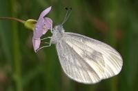 Leptidea sinapis