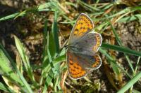 Lycaena tityrus