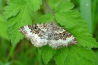 Epirrhoe alternata