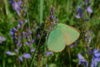 Callophrys rubi