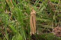 Ancylolomia