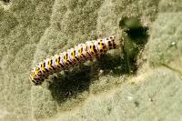 Cucullia verbasci