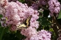 Papilio machaon