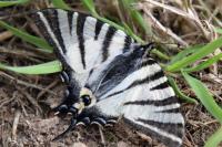 Iphiclides podalirius