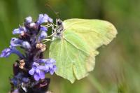 Gonepteryx rhamni