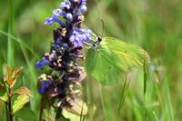 Gonepteryx rhamni