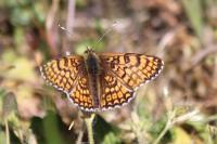 Melitaea cinxia