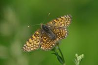 Melitaea cinxia