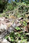 Lasiommata megera
