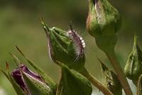 Orgyia antiqua