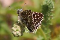 Pyrgus malvae