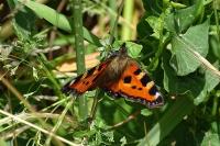 Aglais urticae