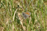 Coenonympha pamphilus