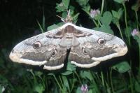 Saturnia pyri