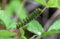 Saturnia pavonia
