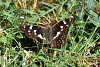 Apatura ilia