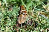 Apatura ilia