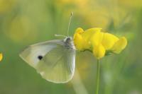 Pieris rapae