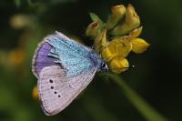 Glaucopsyche alexis