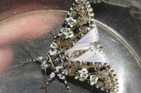 Lamprosticta culta