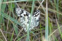 Melanargia galathea