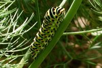 Papilio machaon
