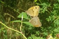 Coenonympha pamphilus
