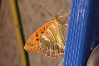 Argynnis paphia