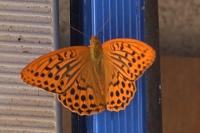 Argynnis paphia