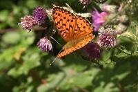 Speyeria aglaja