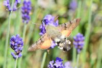 Macroglossum stellatarum