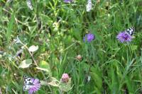 Melanargia galathea
