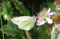 Pieris napi