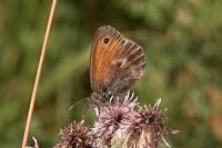 Coenonympha pamphilus