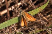 Thymelicus lineola