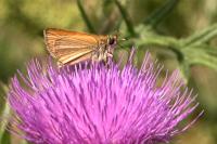 Thymelicus lineola