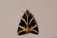 Euplagia quadripunctaria