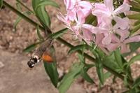 Macroglossum stellatarum