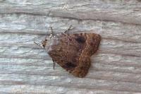 Amphipyra pyramidea