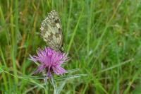 Melanargia galathea