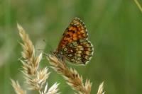Melitaea athalia/parthenoides