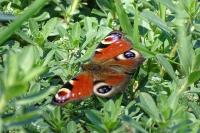 Aglais io