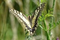 Papilio machaon