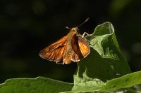 Ochlodes sylvanus