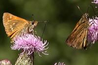 Ochlodes sylvanus