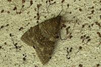 Catocala nupta